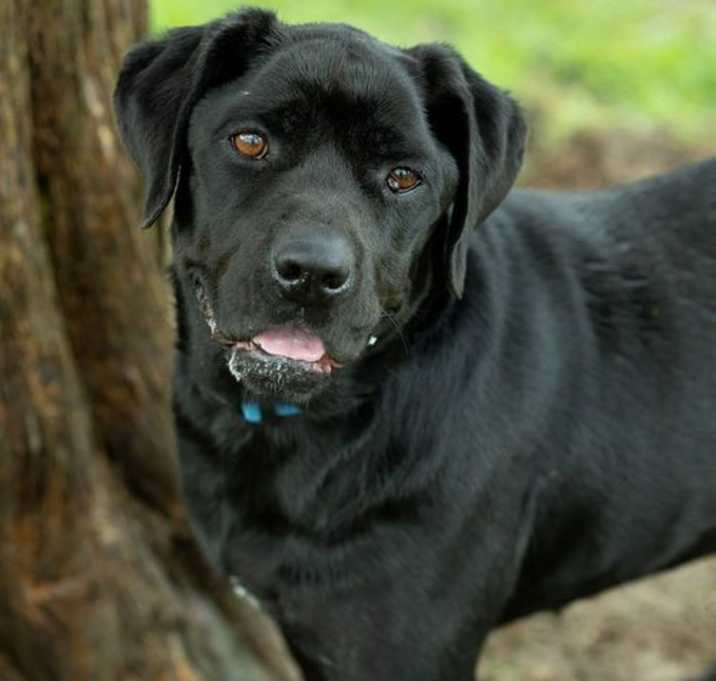 Photo of Midnight