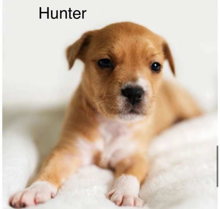 Photo of Hunter (Isabelle's pup)