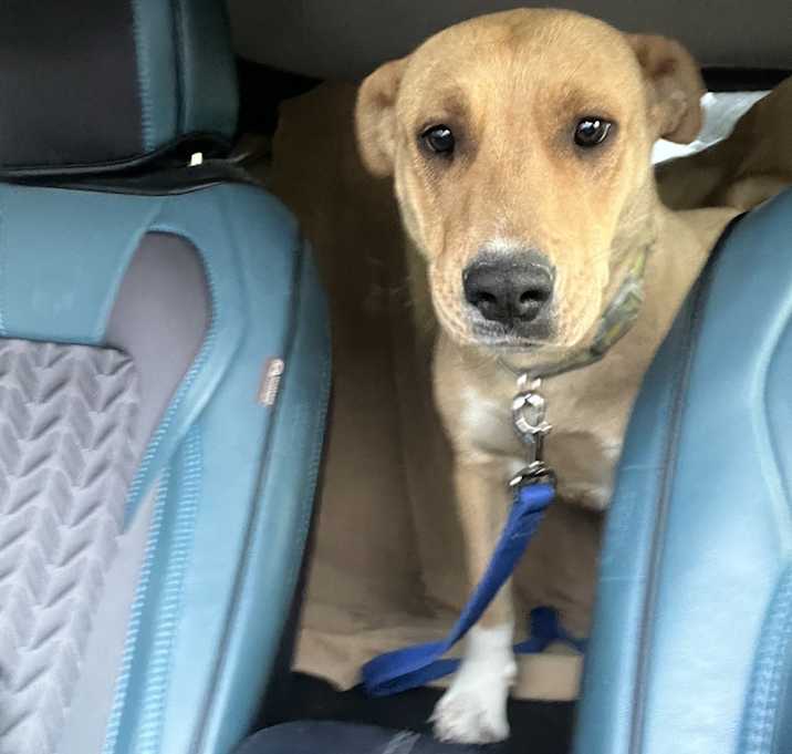 Photo of Daisy