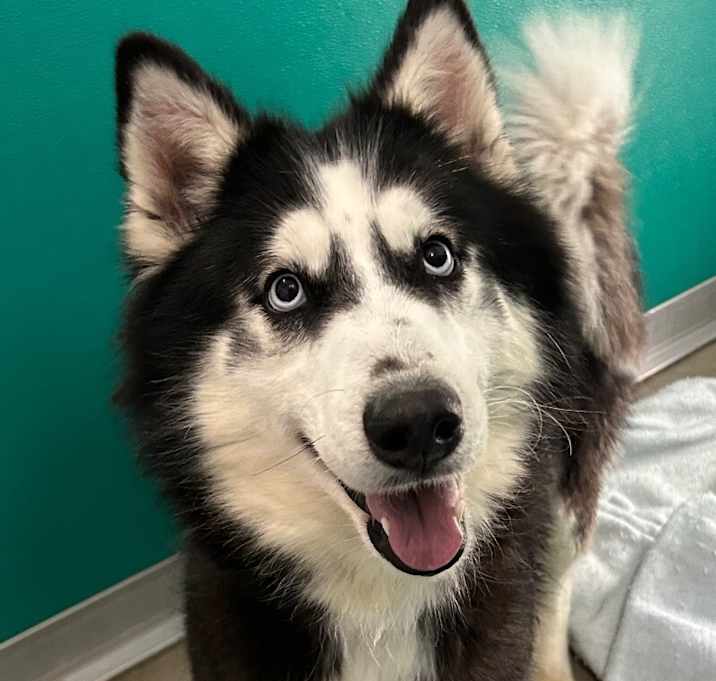 Photo of Kia