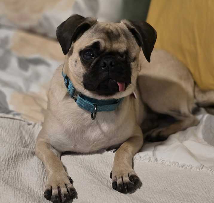 Photo of Lily Pug