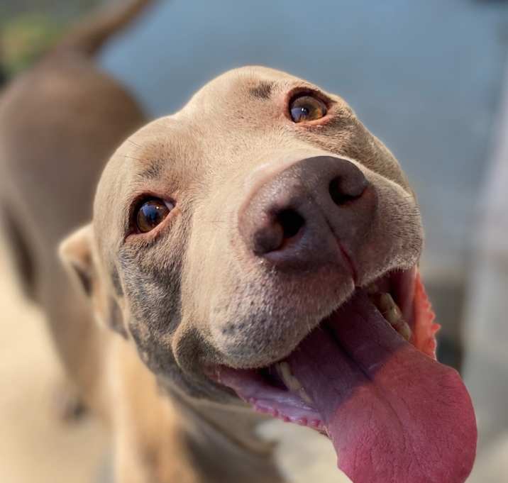 Photo of Romeo