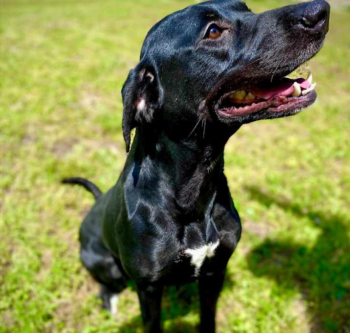 Photo of Xena