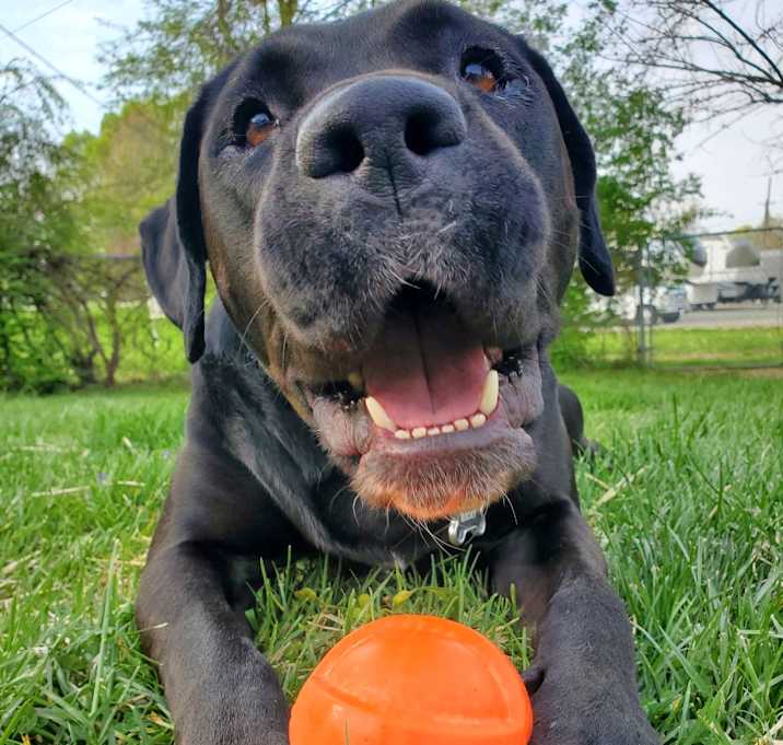 Photo of Rocky