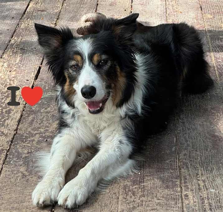 Photo of Ranger