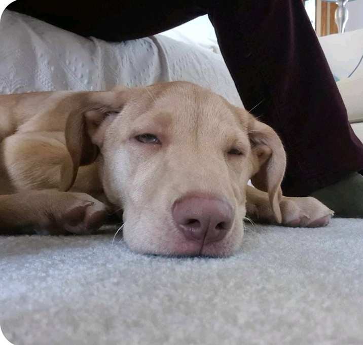 Photo of Winkie