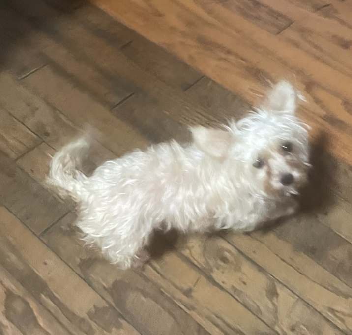 Photo of Princess