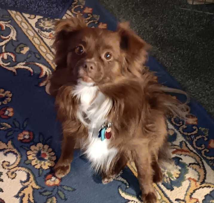 Photo of Rambo