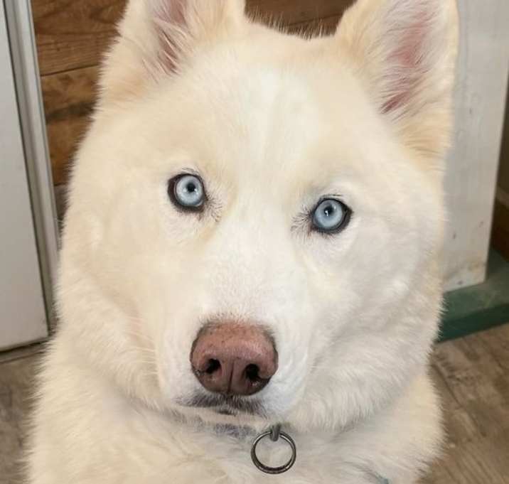 Photo of Koda