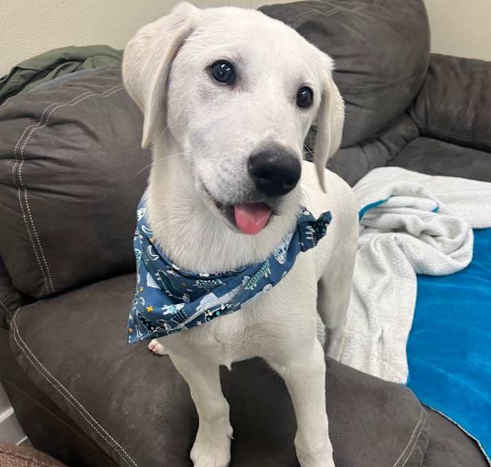 Photo of Bo