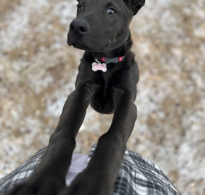 Photo of Dobby