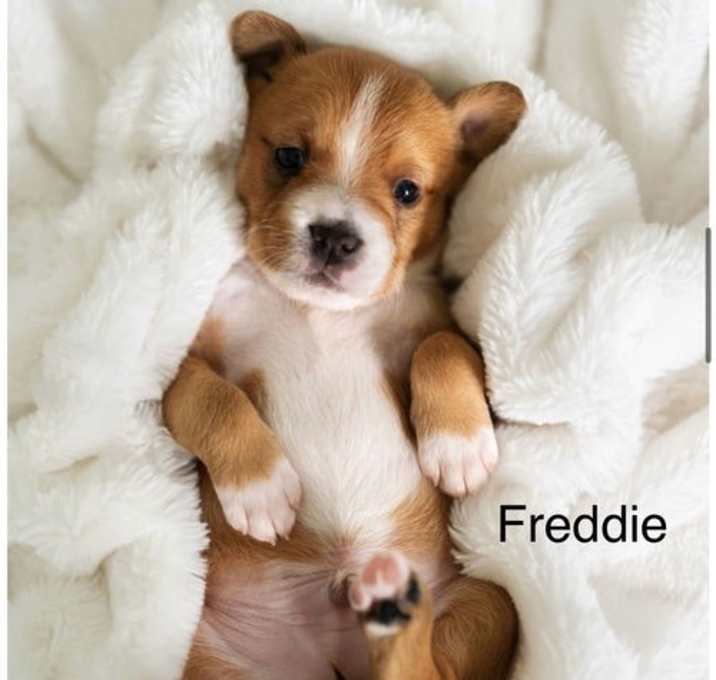 Photo of Freddie (Isabelle's pup)