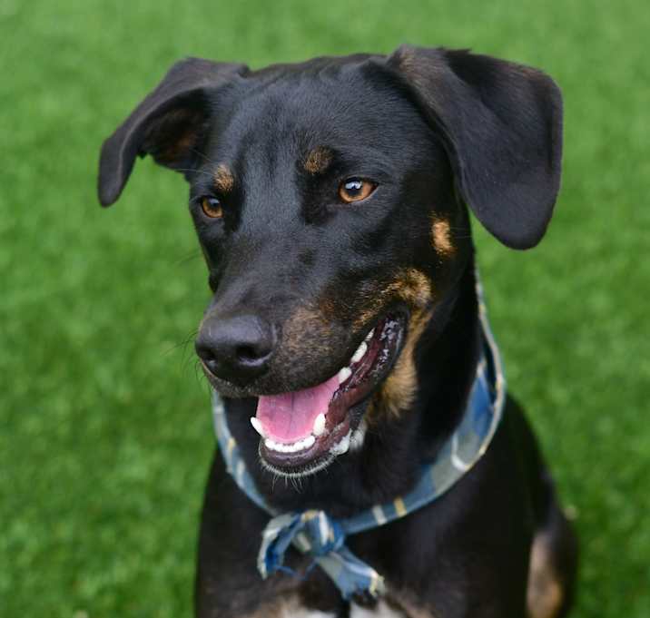 Photo of Bruno