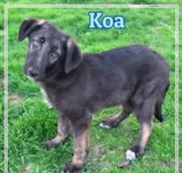 Photo of Koa
