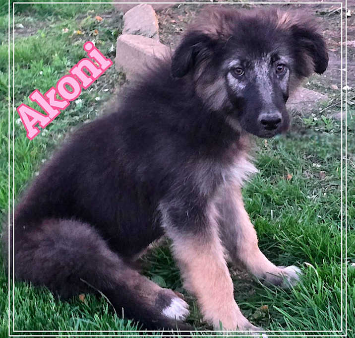 Photo of Akoni