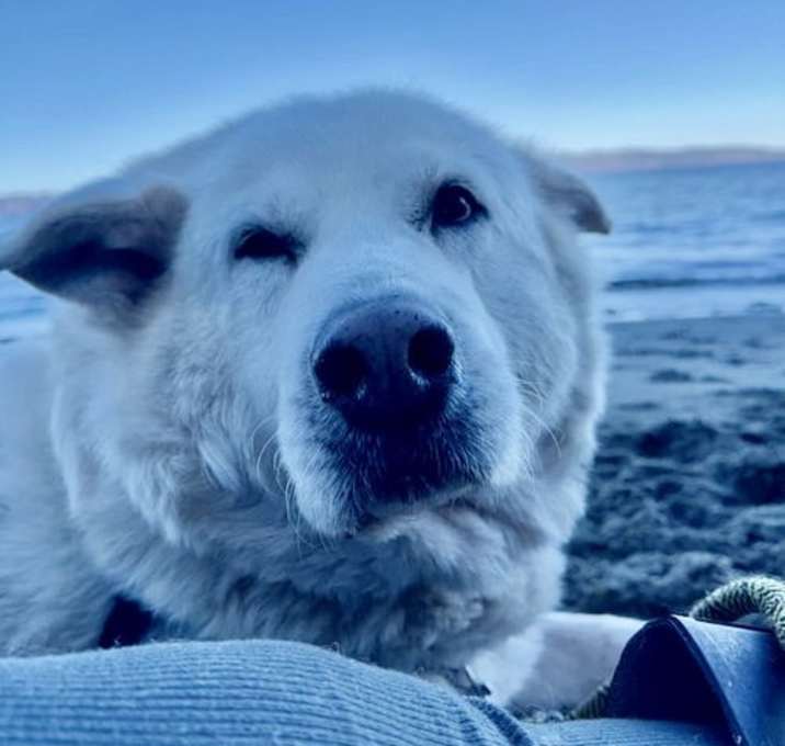 Photo of Odie
