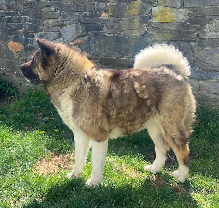 Photo of Dora
