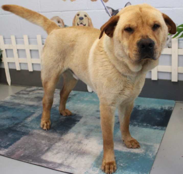 Photo of Rojo URGENT HELP !!!