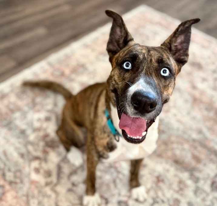 Photo of Gemma Sparkles Diamond in the Ruff