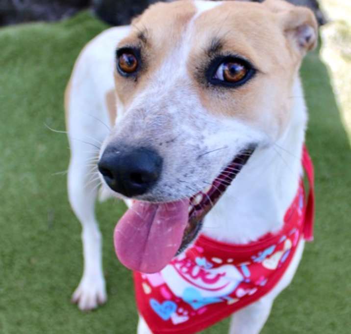 Photo of Bailey