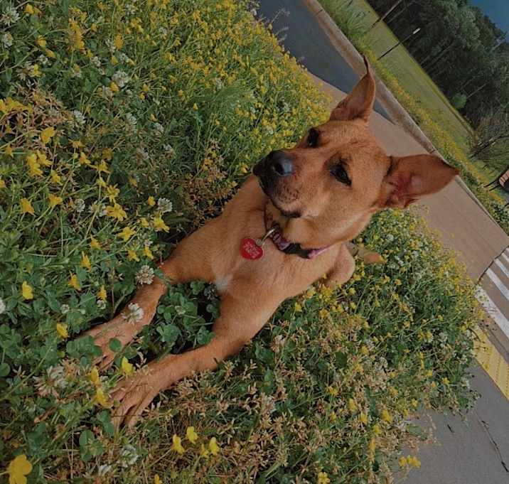 Photo of Misty