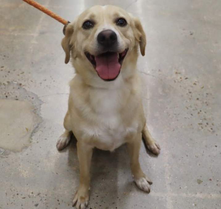 Photo of Scooter