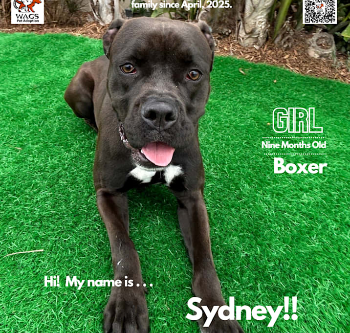 Photo of Sydney