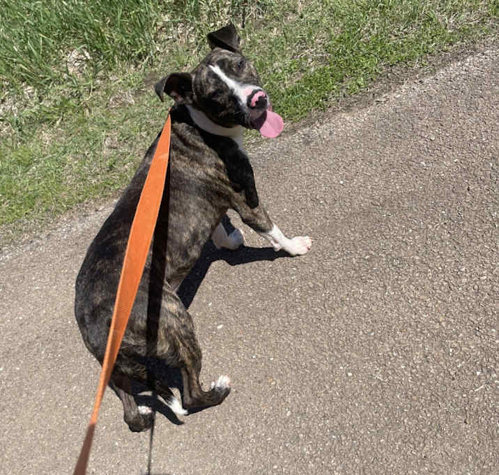 Photo of Ham