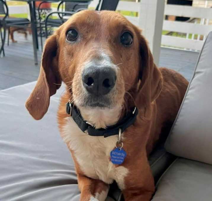 Photo of Henry
