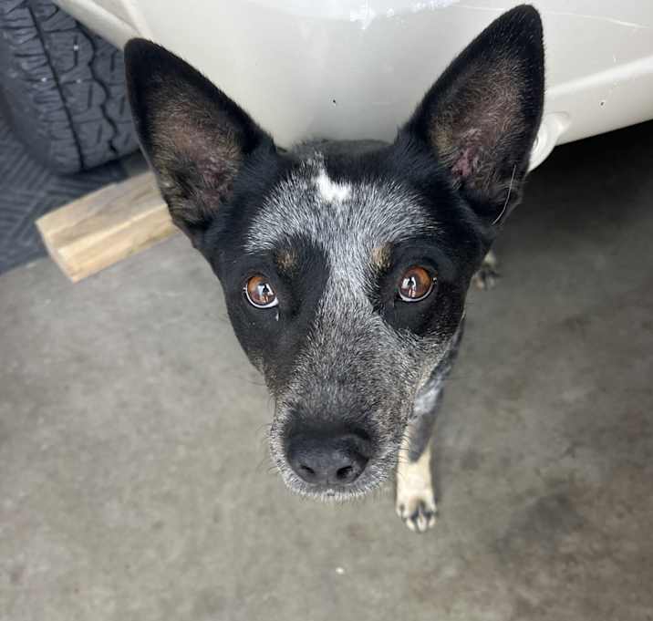 Photo of Luna