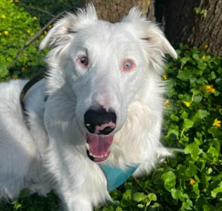 Photo of Pippin