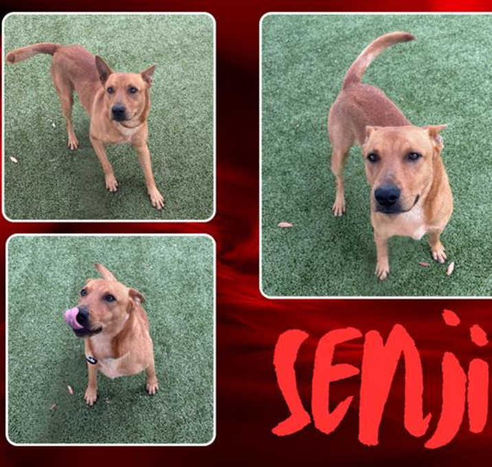 Photo of SENJI