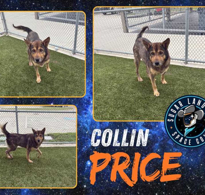 Photo of COLLIN PRICE