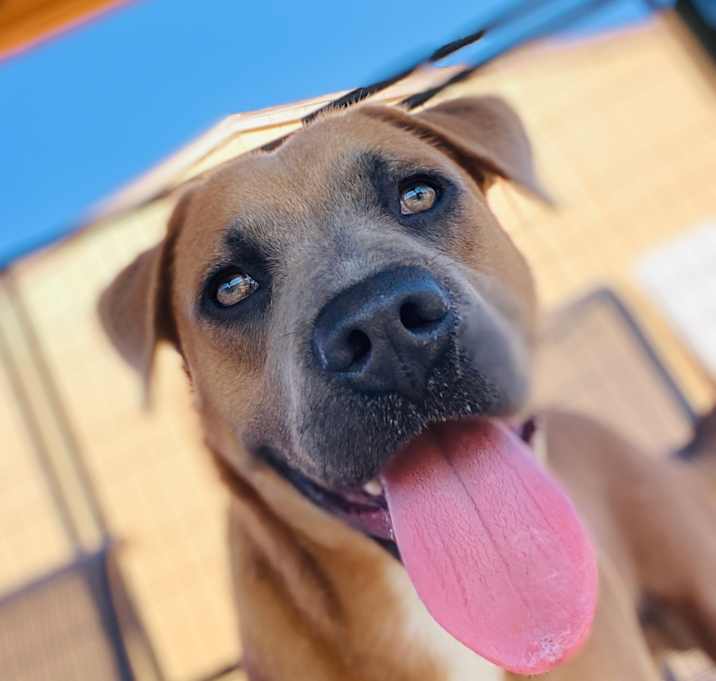 Photo of Spartacus