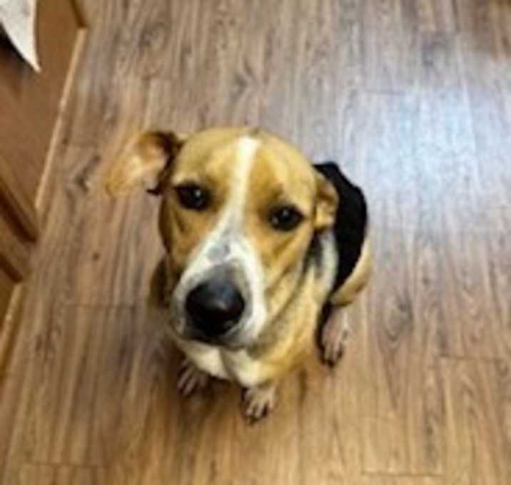 Photo of Huckleberry