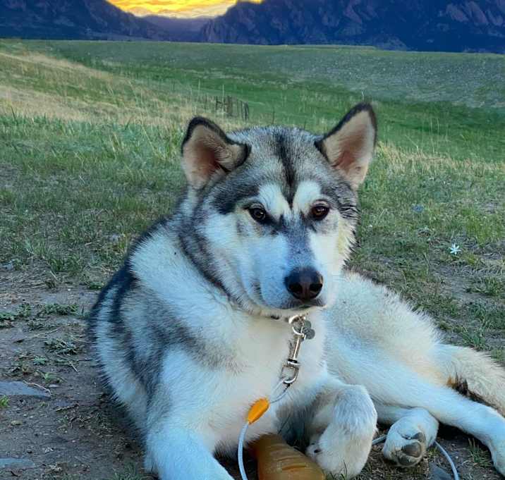 Photo of Grizzly