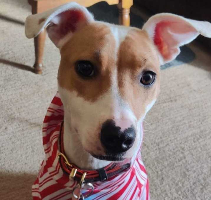 Photo of Ranger