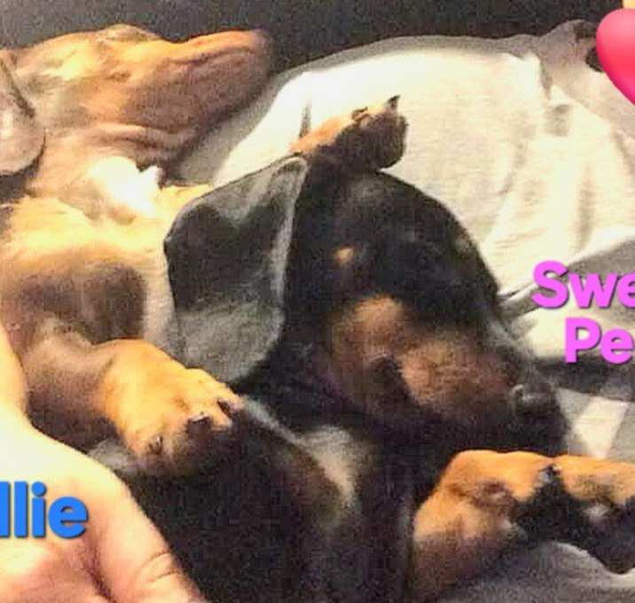 Photo of Ollie and Sweet Pea