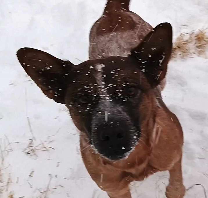 Photo of Whiskey