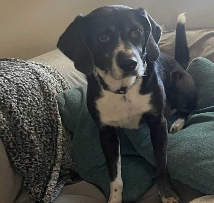 Photo of Daphne