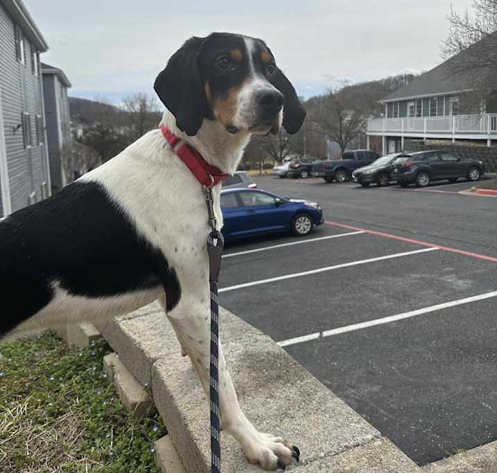 Photo of Ranger