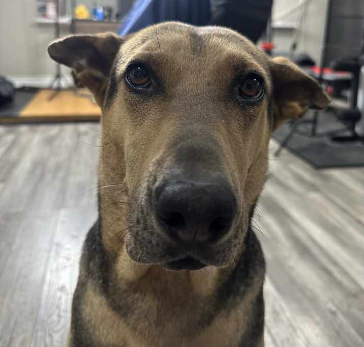 Photo of Kona