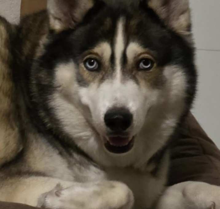 Photo of Jax