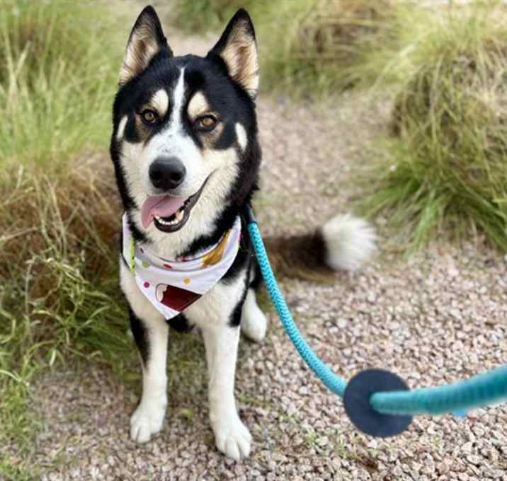 Photo of BALTO