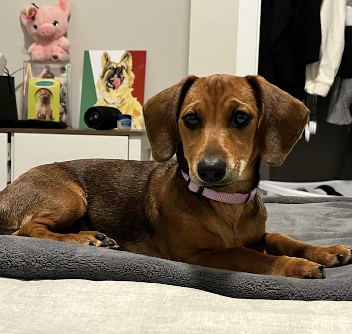 Photo of Pepper