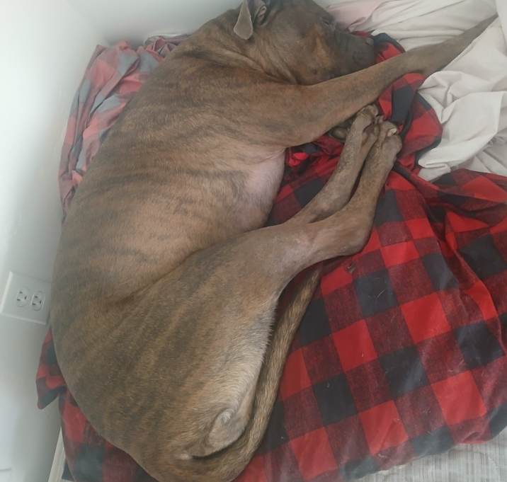 Photo of Zues