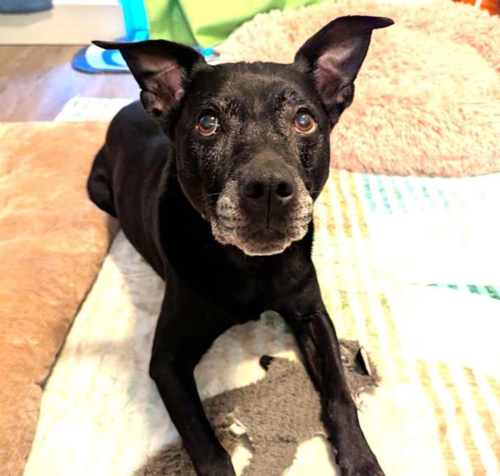 Photo of Charlotte, amazing companion!