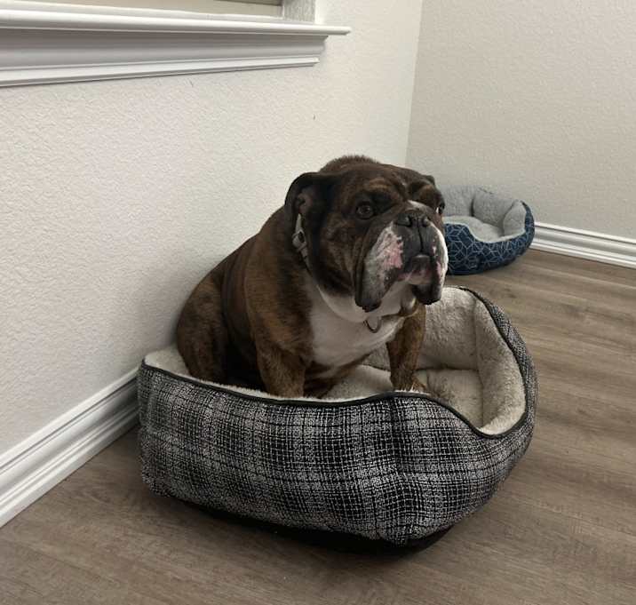 Photo of Dexter