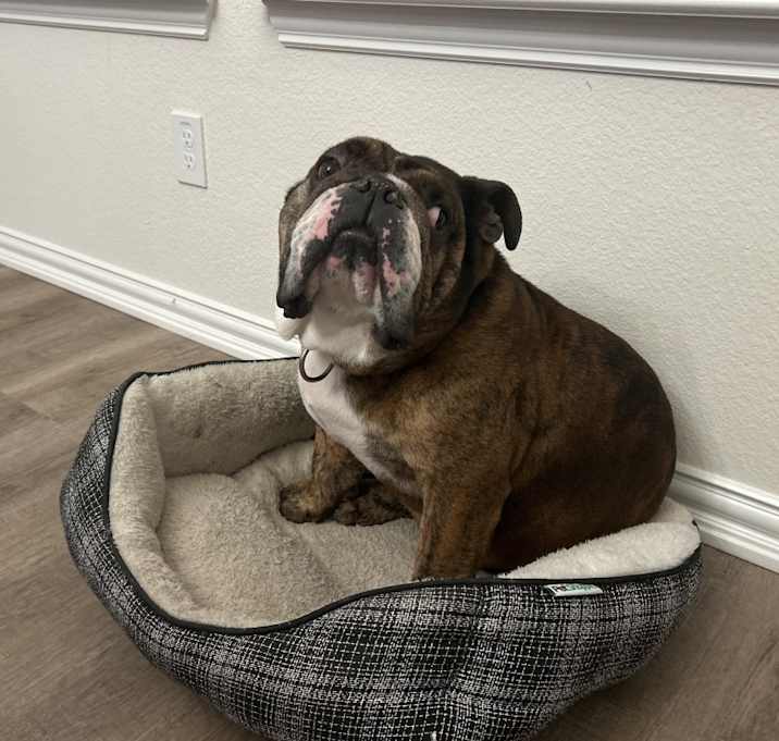 Photo of Dexter