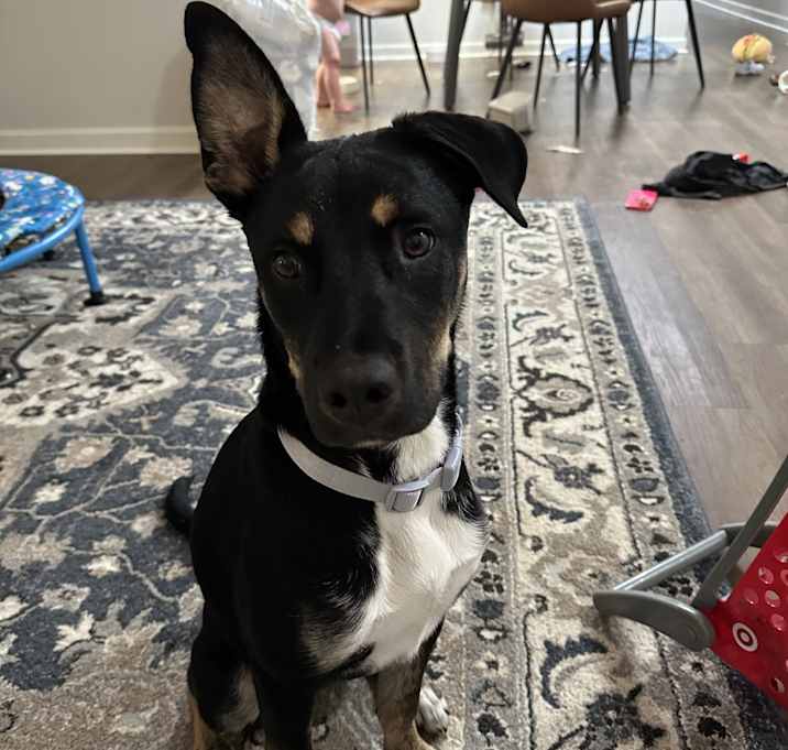Photo of Raven